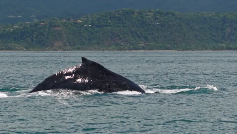 a majestic humpback whale breaks the ocean’s surface just off the coast of uvita, costa rica