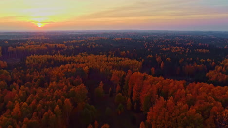 Wald-Während-Der-Laubsaison-Bei-Sonnenuntergang