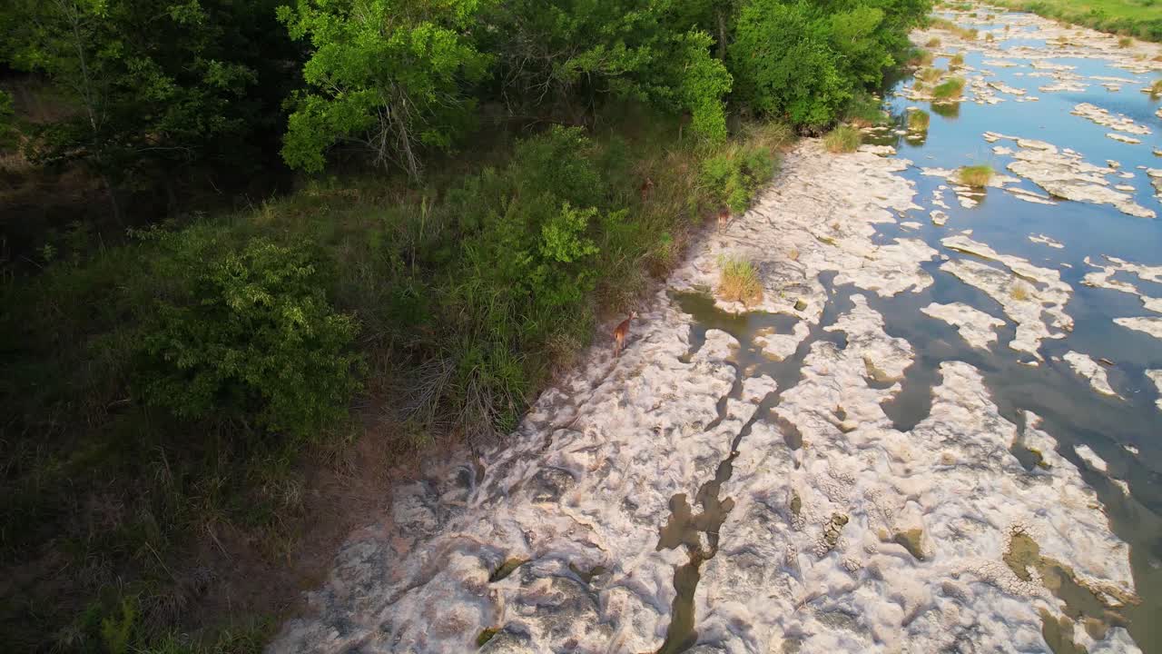 imágenes aéreas de ciervos caminando por el río pedernales en texas-1