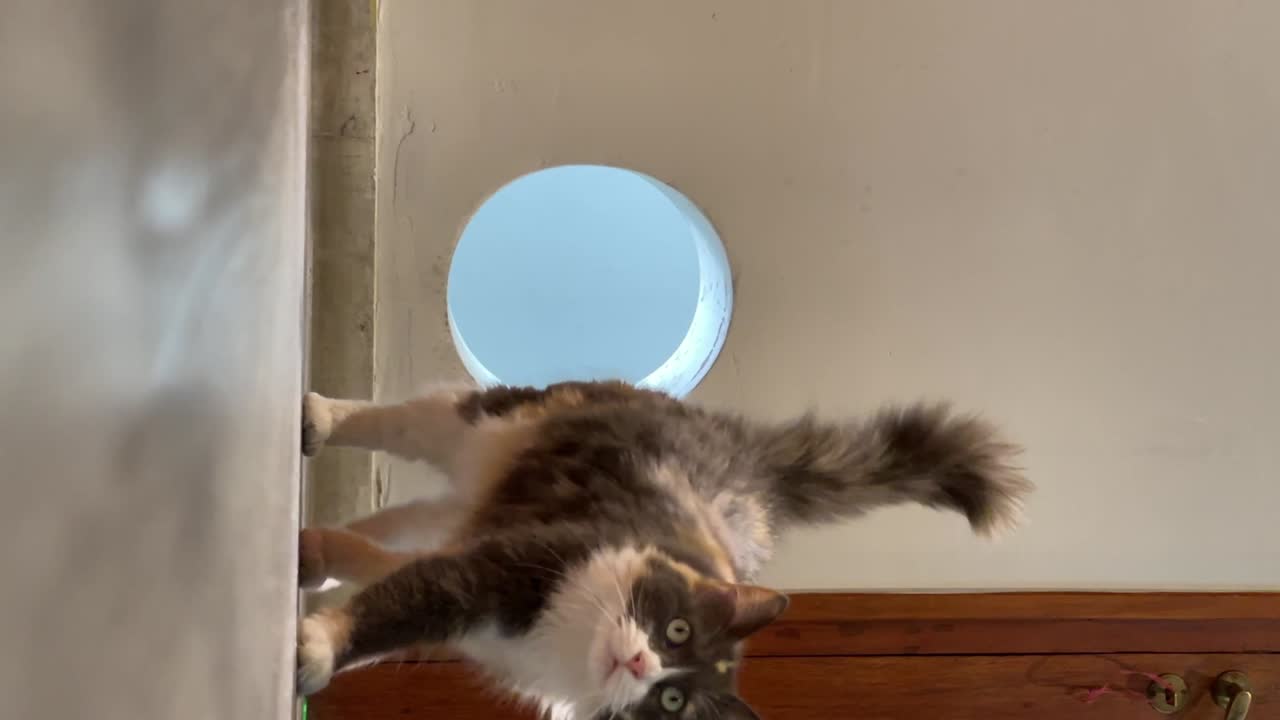 Bellissimo gatto che attraversa il buco.