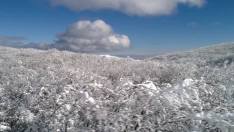 snowy mountain forest landscape