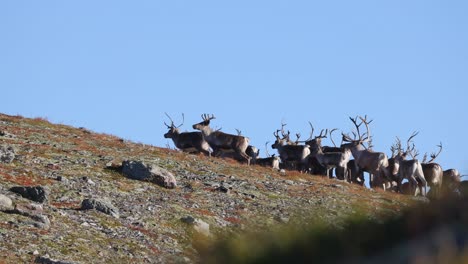 un grupo de renos salvajes corriendo a lo largo de una pendiente en noruega