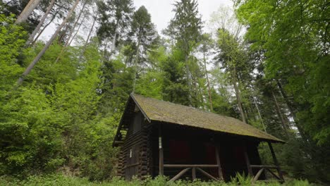 toma de ángulo bajo de una cabaña acogedora en el bosque adornada por árboles majestuosos en el bosque