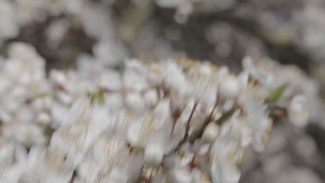 White-flowers-with-golden,-yellow-nectar-of-Mirabelle-plum-tree-blooming-on-a-windy-weather-in-may