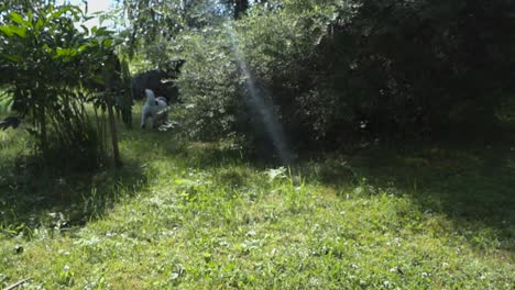 footage of a small terrier who has black and white fur, running through some bushes in slow motion during a beautiful summers day while the sun is shining with vivid colors in 4k resolution