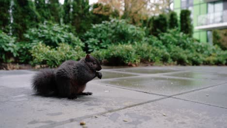 Niedliches-Eichhörnchen,-Das-Nüsse-Auf-Dem-Boden-Im-Hinterhof-Frisst