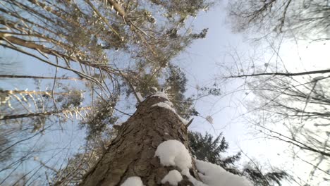 4k 50 fps close up shot of rotating tree bark in the winter snowy forest on a beautiful day