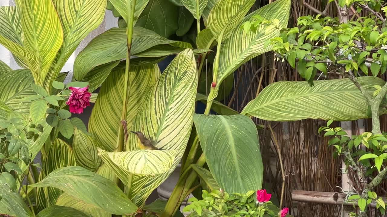 활기찬 여성 올리브 백업 sunbird, 큰 잎 위에 cinnyris jugularis, 물 이슬을 가지고 놀고 해가지기 전에 목욕, 집 정원, 말레이시아 동남 아시아에서 발견