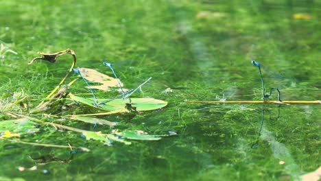 Wildlife-close-up-shot-of-three-pairs-of-damselflies,ischnura-heterosticta