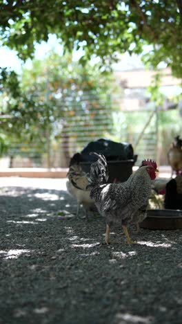 chickens in a garden