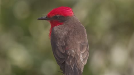 closeup of brilliant looking male vermilion flycatcher perched looking around and taking off, pyrocephalus rubinus