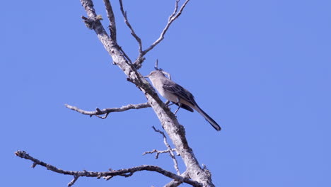 Northern-mockingbird,-perched-on-a-leafless-branch