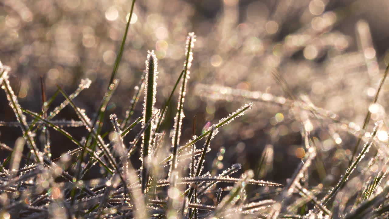 Frost-tipped blades of green grass glisten in the soft golden light of morning, with a gentle bokeh background