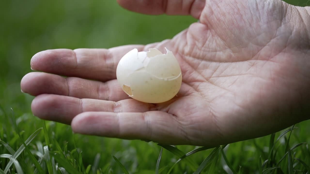 Reacting to cracked eggshell, curling bare right hand cupping among blades of grass, securing shell