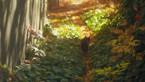 static shot of a cat walking through an alleyway covered in golden leaves, dark green ivy, and sunbeams