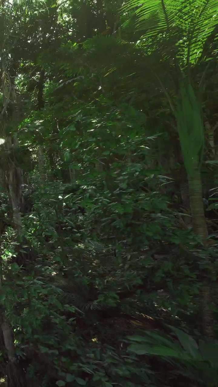 Piante verdi coprono il suolo della foresta in un ambiente tropicale in una giornata di sole