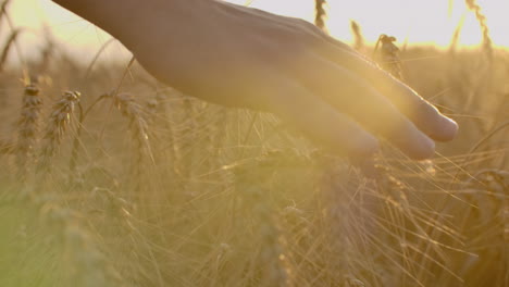 disparo de primer plano de una mano de un agricultor tocando el trigo en el campo. movimiento lento de la mano del agricultor tocando el grano en el campo
