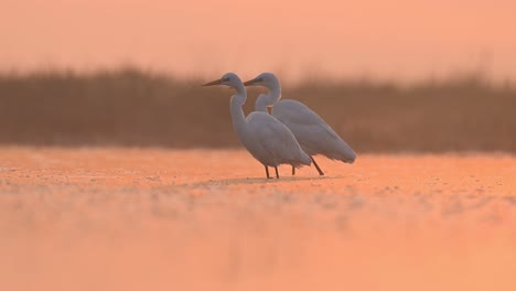 flock of great egrets fishing  in misty morning