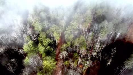 Suche-Und-Rettung,-Vermisste-Person,-Fahndung-In-Der-Waldantenne