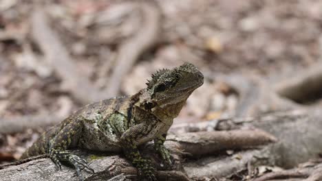 iguana moving through a forest floor