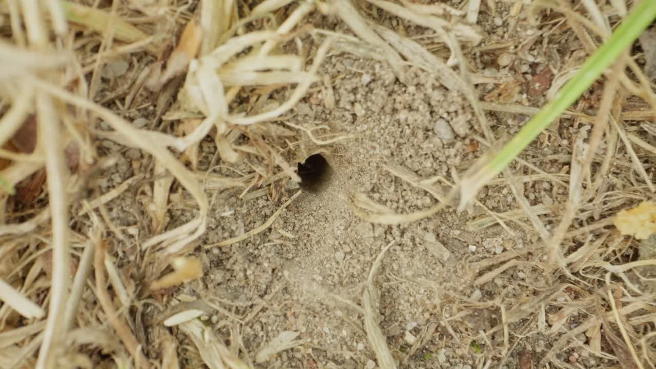 Ant walks across bright sandy ground, navigating tiny rocks and organic debris