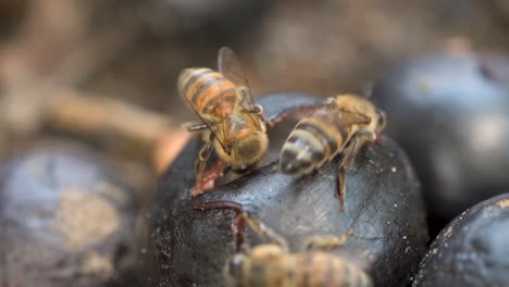 honey bees are attracted to the sweet fruits of "jaboticaba" brazilian tree grape lying on the ground