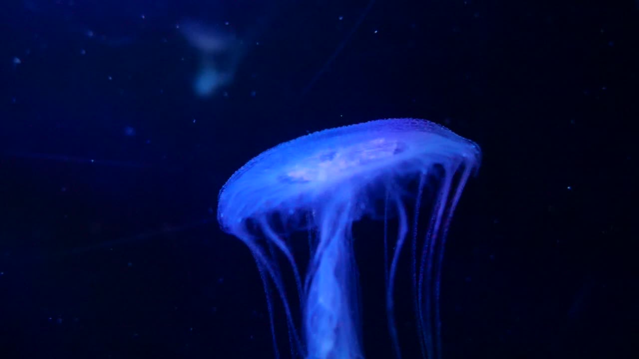 Jellyfish swimming in water in an aquarium