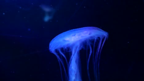 medusas nadando en agua en un acuario