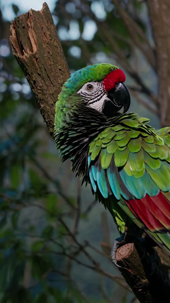 Close-up video angle of a vibrant parrot perched on a branch ...