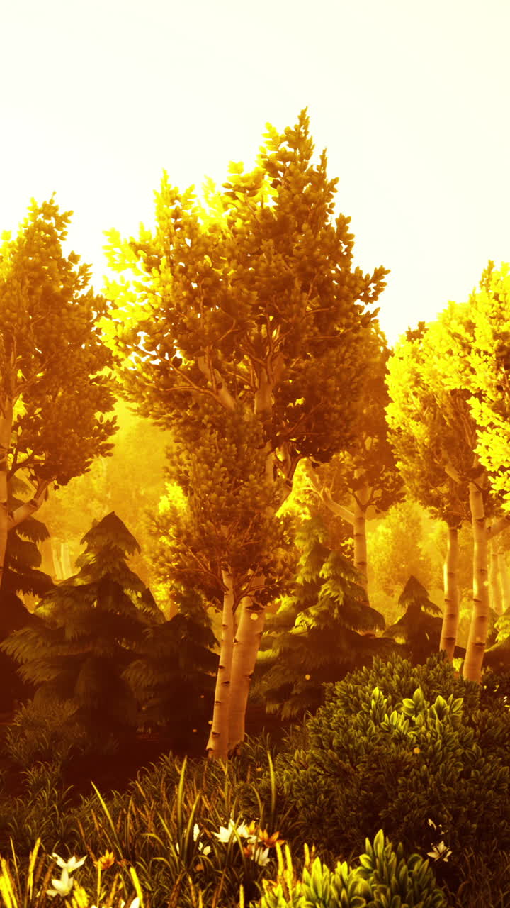 золотой час в лесу