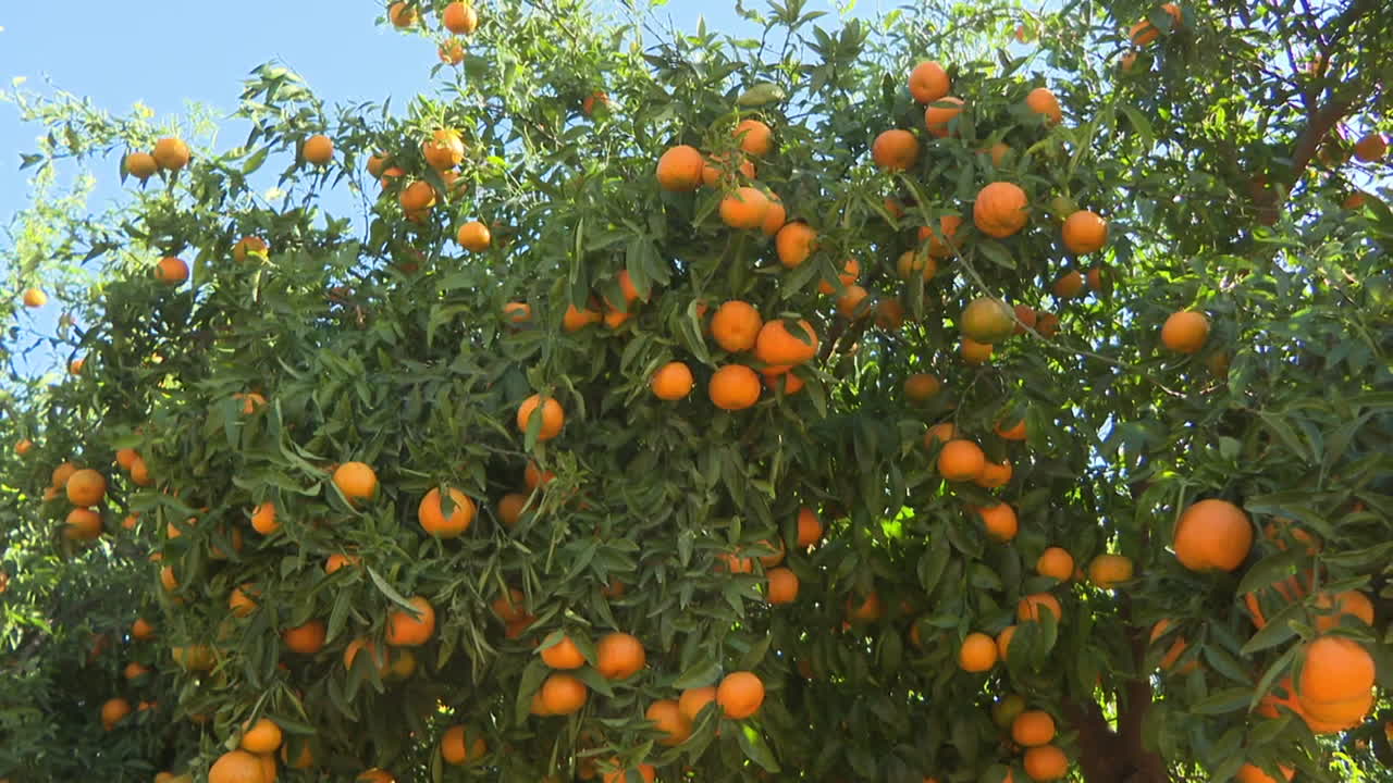 Orange Trees with Ripe Oranges