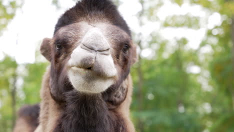 Brown-camel-chewing-and-looking-into-the-camera-in-slow-motion