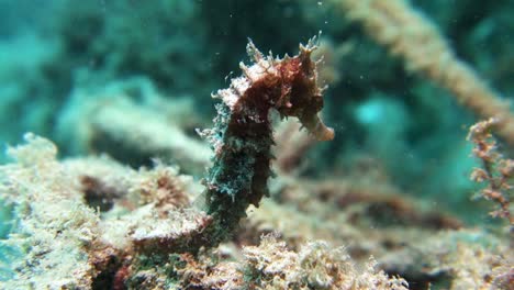 spikey algae covered hedgehog seahorse holds rock with tail on coral reef