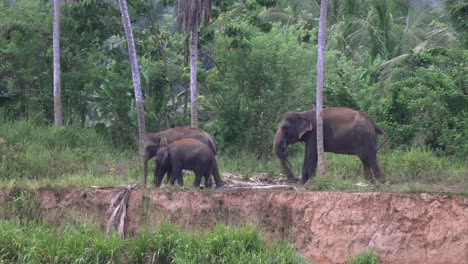 elephants roaming in lush greenery in pinnawala, sri lanka