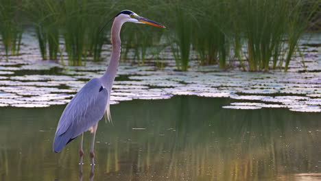 great blue heron standing in a tranquil pond