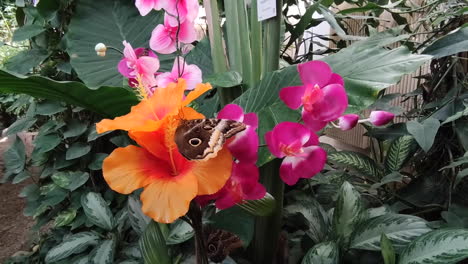 hermosa mariposa marrón sobre coloridas flores de hibisco en el jardín -cerrar