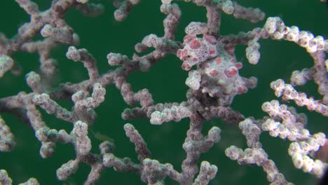 photo de profil de bargibanti sehorse pygmée accroché à un ventilateur de la mer rouge aux philippines