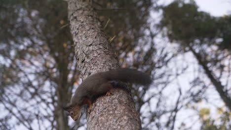 Seguimiento-De-La-Toma-En-Cámara-Lenta-De-Una-Ardilla-Corriendo-Por-Un-árbol-Y-Luego-Saltando-A-Otro-árbol