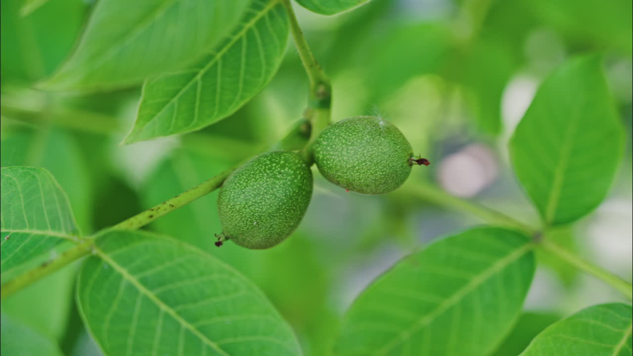 Close up of a green greek walnuts surrounded by leaves on a tree