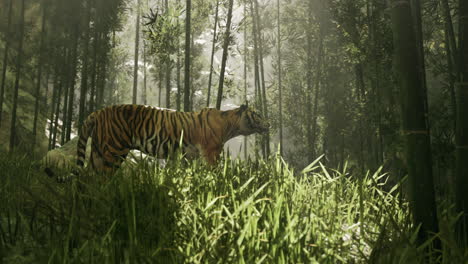 majestic tiger in a misty bamboo forest