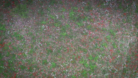 Norfolk-Farm-Fields-Aerial-Drone-rise-over-poppies-in-wildflower-meadow
