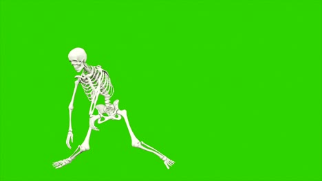 el baile del esqueleto. animación de bucle sin costuras en pantalla verde.