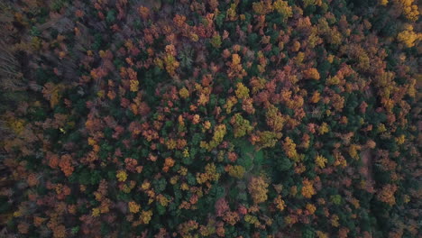 aerial footage of the beautiful forest with autumn colors in the catalan mountains