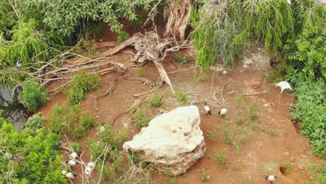 Drone-aerial-3-giant-watermonitor-lizards-on-a-bird-island