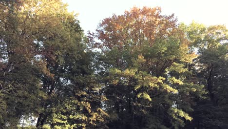 mirando el follaje otoñal de árboles densos en el parque
