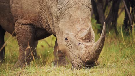 Slow-Motion-Shot-of-Africa-Safari-Animal-Rhino-in-Masai-Mara-North-Conservancy-grazing-amongst-wilderness-nature-feeding-on-grass-in-Maasai-Mara