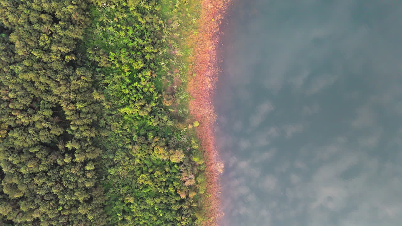 Aerial view of a forested coastline meeting river with clear distinction of colors.