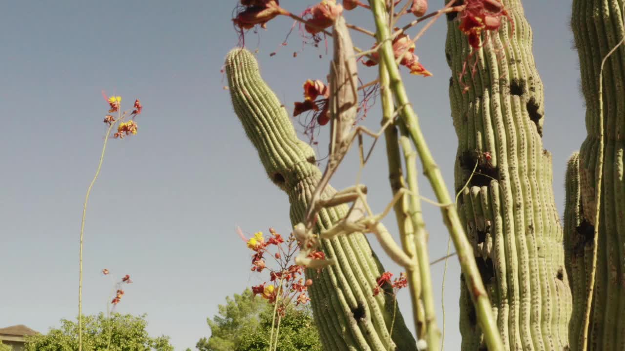 mantis religiosa hembra agarrando a una mantis religiosa macho para una larga fiesta