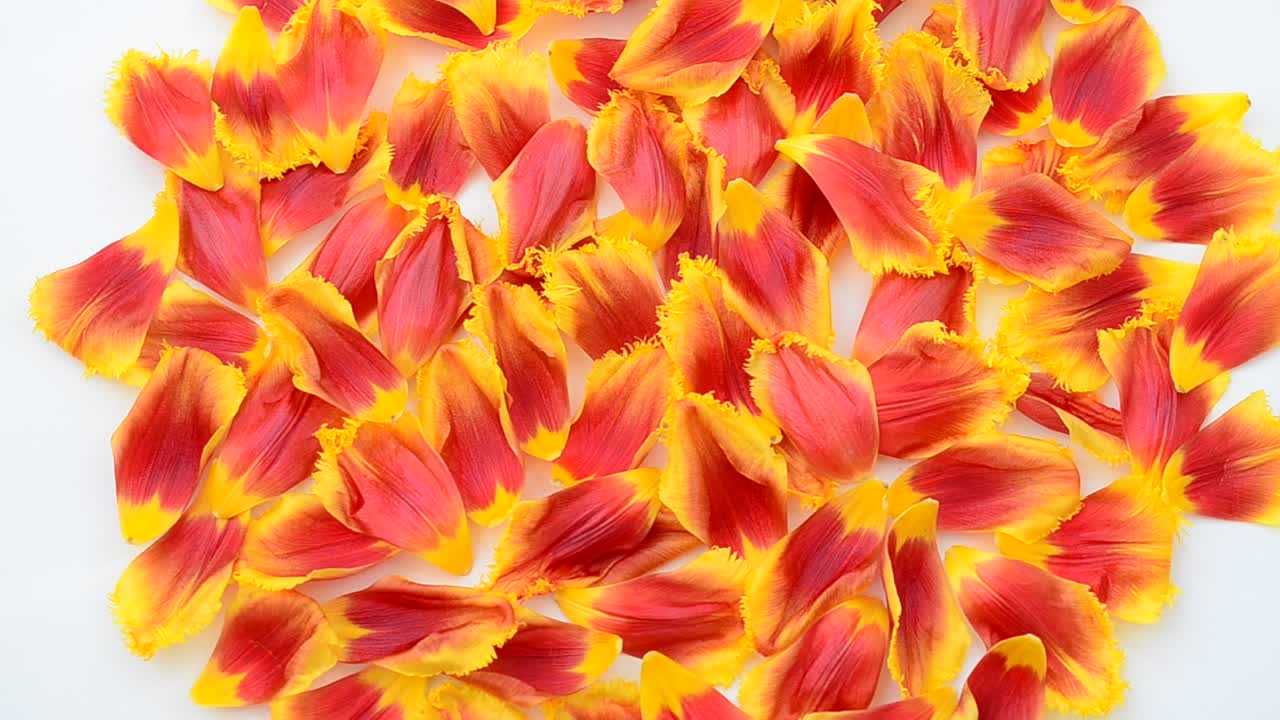 Hintergrund aus Tulpenblüten. Tulpen auf weißem Hintergrund