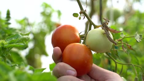 un primer plano de una mano tocando y inspeccionando delicadamente los tomates maduros en una planta de tomate